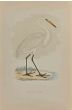 Great White Heron