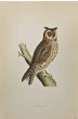 Long-Eared Owl