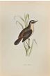 Sedge Warbler