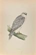 Jer-Falcon