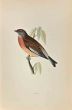 Linnet
