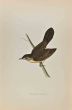 Grasshopper Warbler 