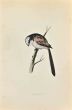 Long-Tailed Tit