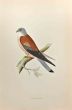 Lesser Kestrel