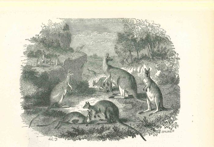 The Kangaroos
