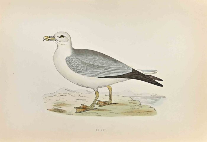 Fulmar