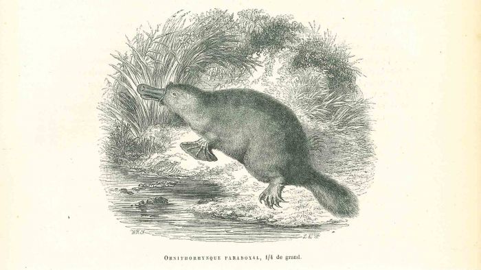 Ornithorhynque Paradoxal