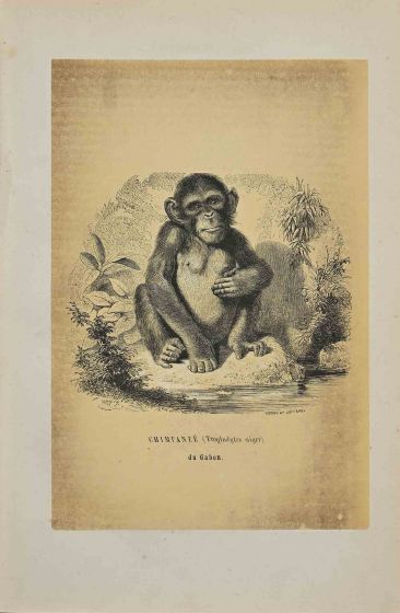 Chimpanzee