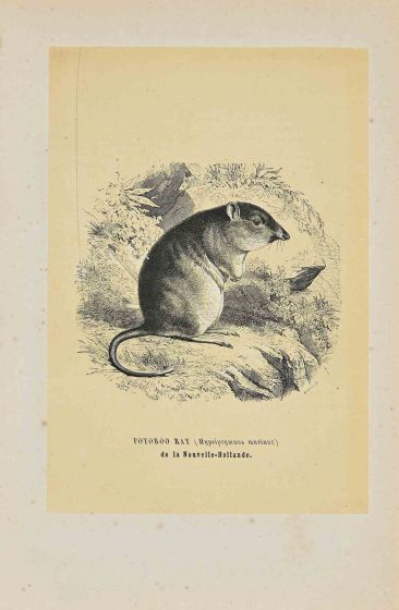 Potoroo Rat