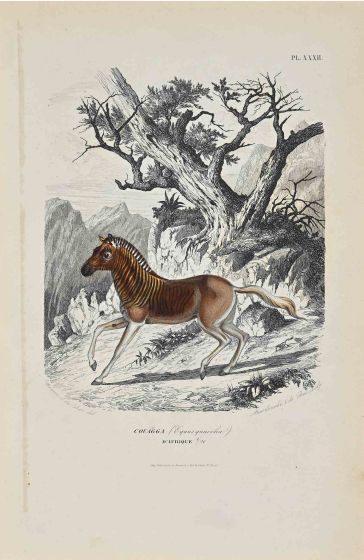 African Couagga