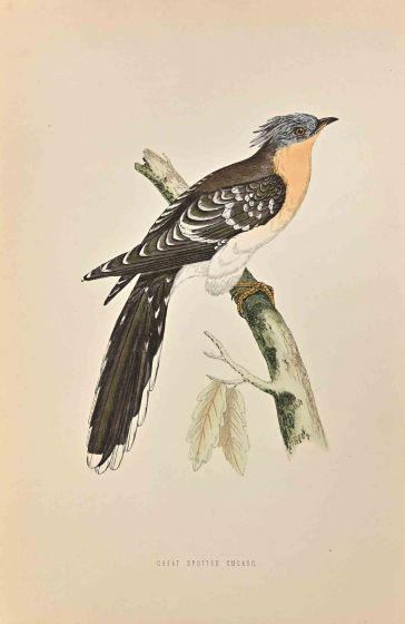 Great Spotted Cuckoo