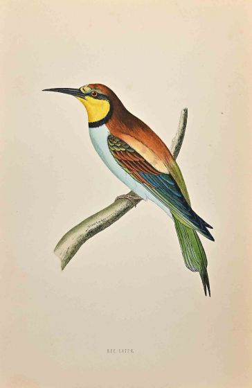 Bee-Eater