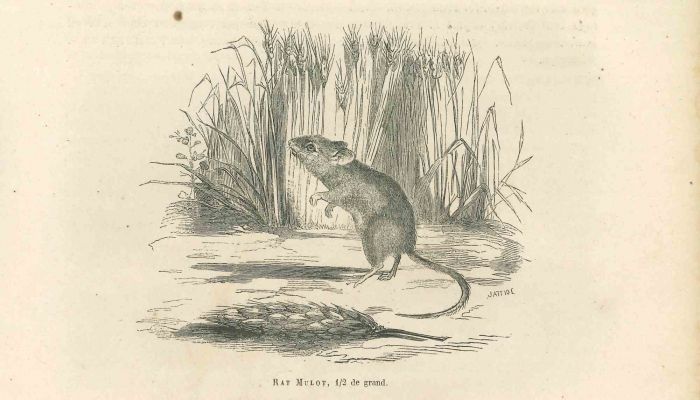 The Mouse