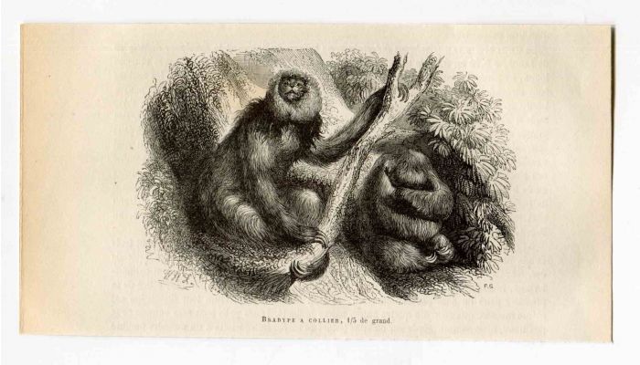 Three-Toed Sloth