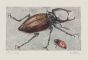 "Insect" by Sergio Barletta - Contemporary Artwork