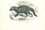 African Civet