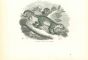 Kinkajou Potto