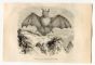 Egyptian slit-faced Bat