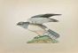 Hen Harrier
