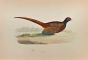 Pheasant