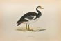 Spur-Winged Goose