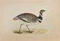 Little Bustard