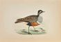 Dotterel