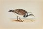 Turnstone