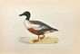 Shoveler