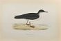 Manx Shearwater