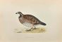 Virginian Partridge