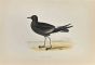 Wilson's Petrel