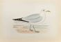 Herring Gull
