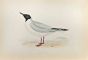 Buonaparte's Gull