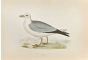 Fulmar