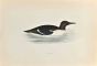 Guillemot