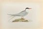 Arctic Tern