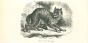 The Cat