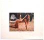 Frogire by Sergio Barletta - Contemporary Artworks