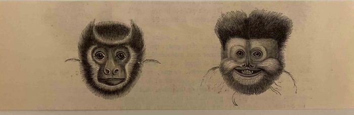 The Monkeys