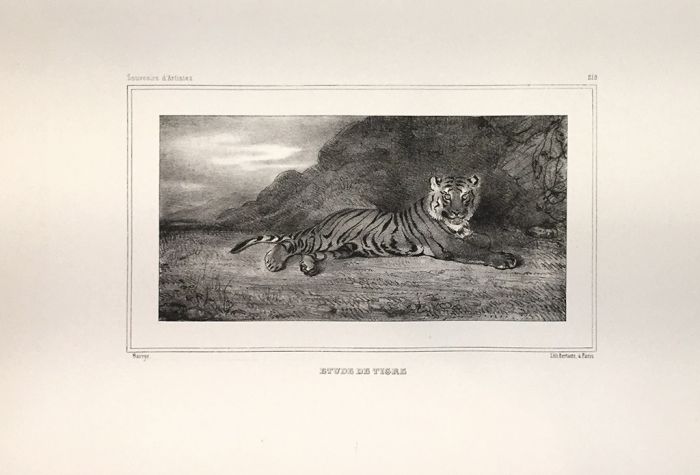 A.L BARYE, Etude de Tigre, Lithograph, 1832