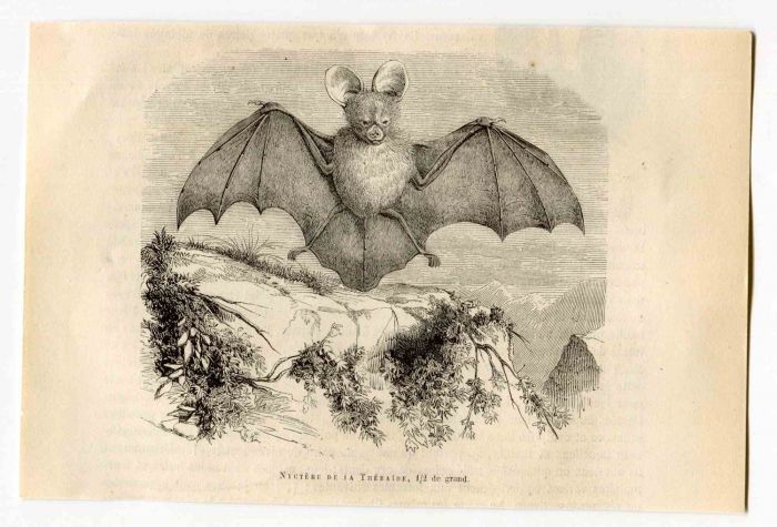 Egyptian slit-faced Bat