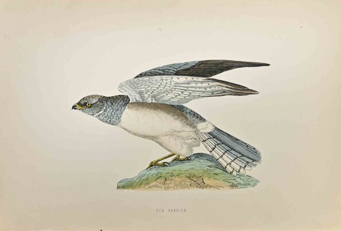 Hen Harrier
