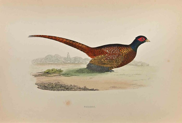 Pheasant