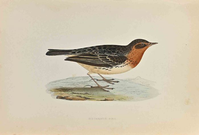 Red-Throated Pipit