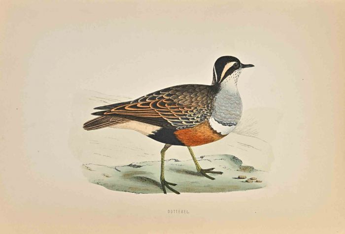 Dotterel