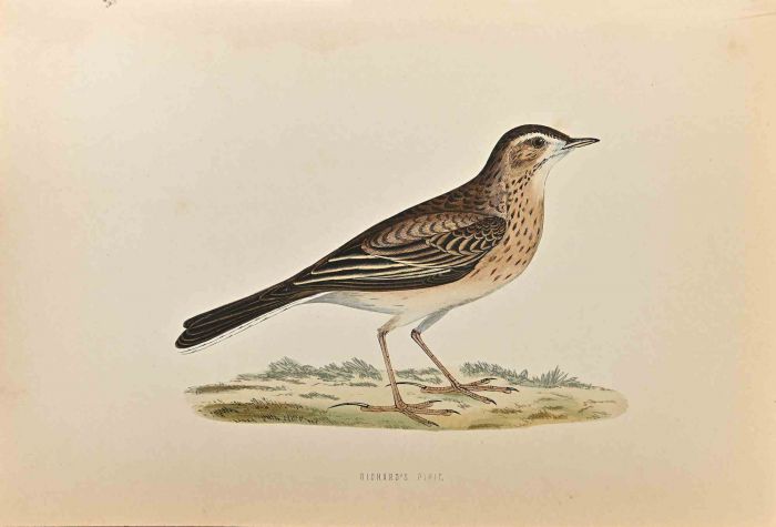 Richard's Pipit