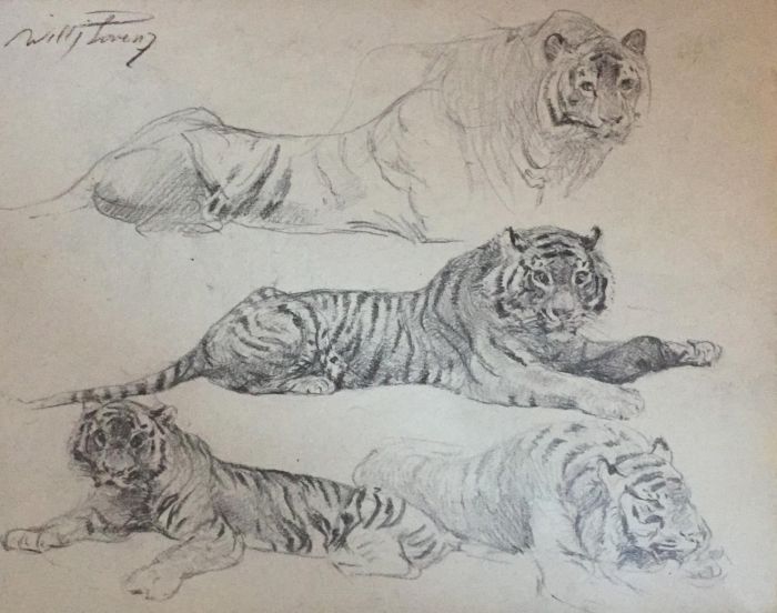 Tiger at rest by Lorenz Wilhelm