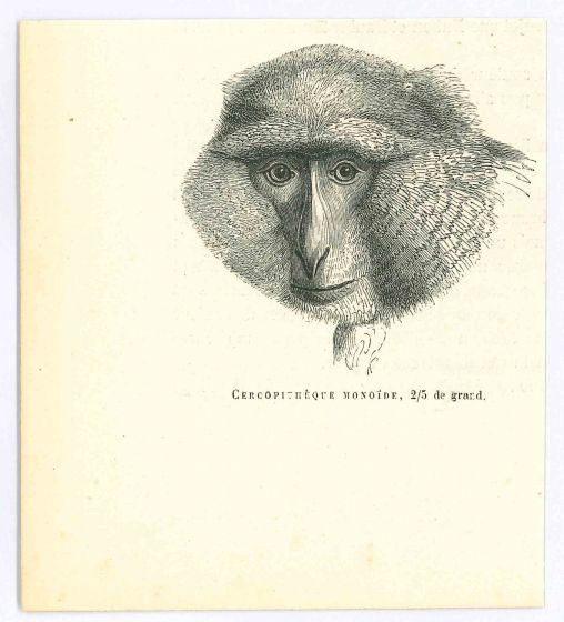 The Monkey