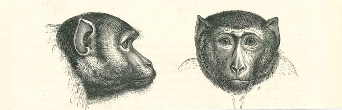 The Monkeys